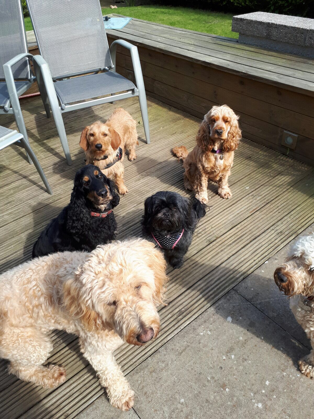 The Dog House Dog Boarding in Aberdeen, Scotland