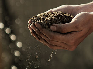 Hands Holding Soil