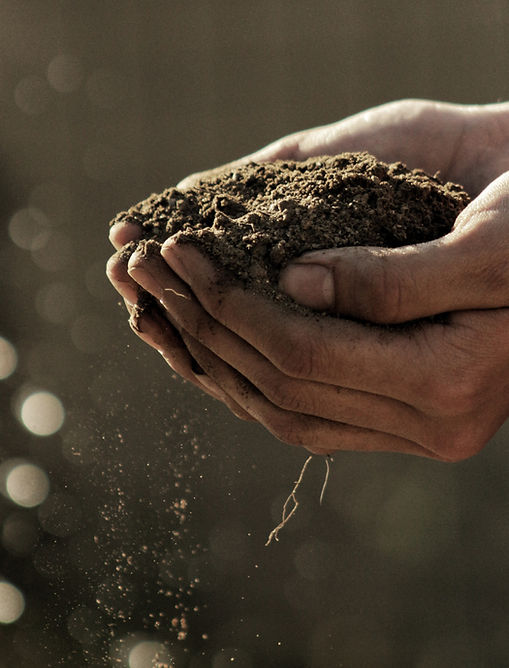 Hands Holding Dirt