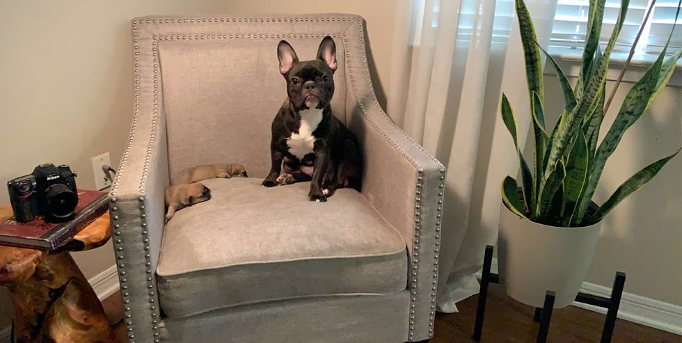 Nikita Chair Puppy 2.JPG