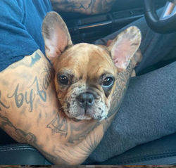 Raja Car Rides