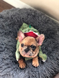 Lilo as a gator