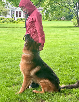 German Shepherd in the heel position