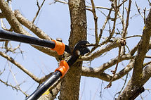 optimum tree service pruning (1).jpg