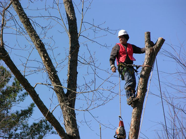 Katy tree trimming Service