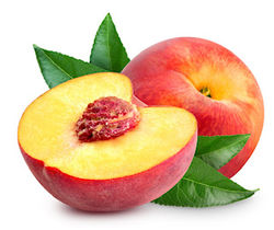 Apricot
