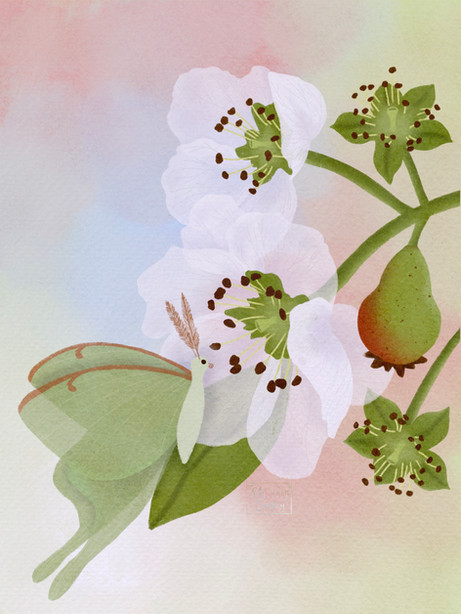 pear blossoms with a lunar moth drinking from them