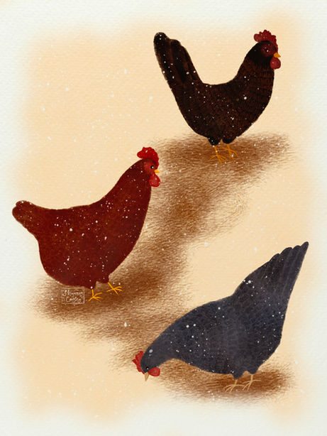 three chickens spend time in the snow