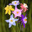 Thumbnail: Forest Floor Prints