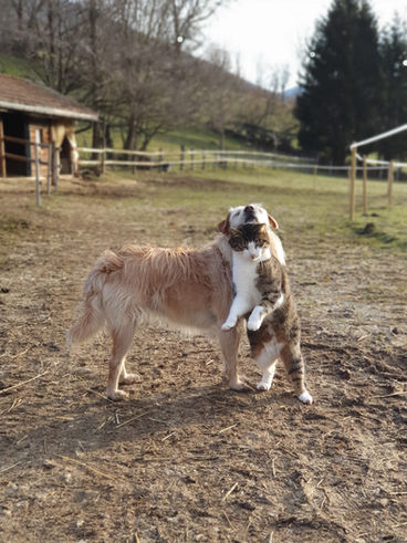 Refuge Animaux Fée Pour Eux Suisse Les Vieux-Prés Neuchâtel Suisse