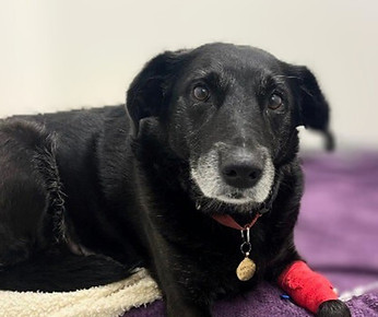 Copy of Untitled Design (1)_edited_edite