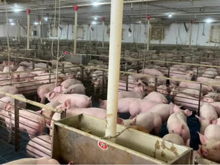 Pigs confined in gestation crates.
