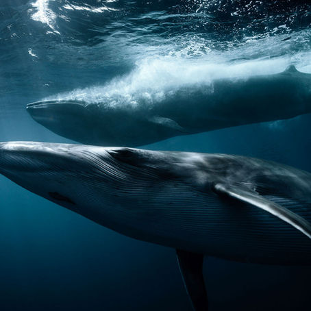 Issue II: Underwater Listening (March/April Issue)