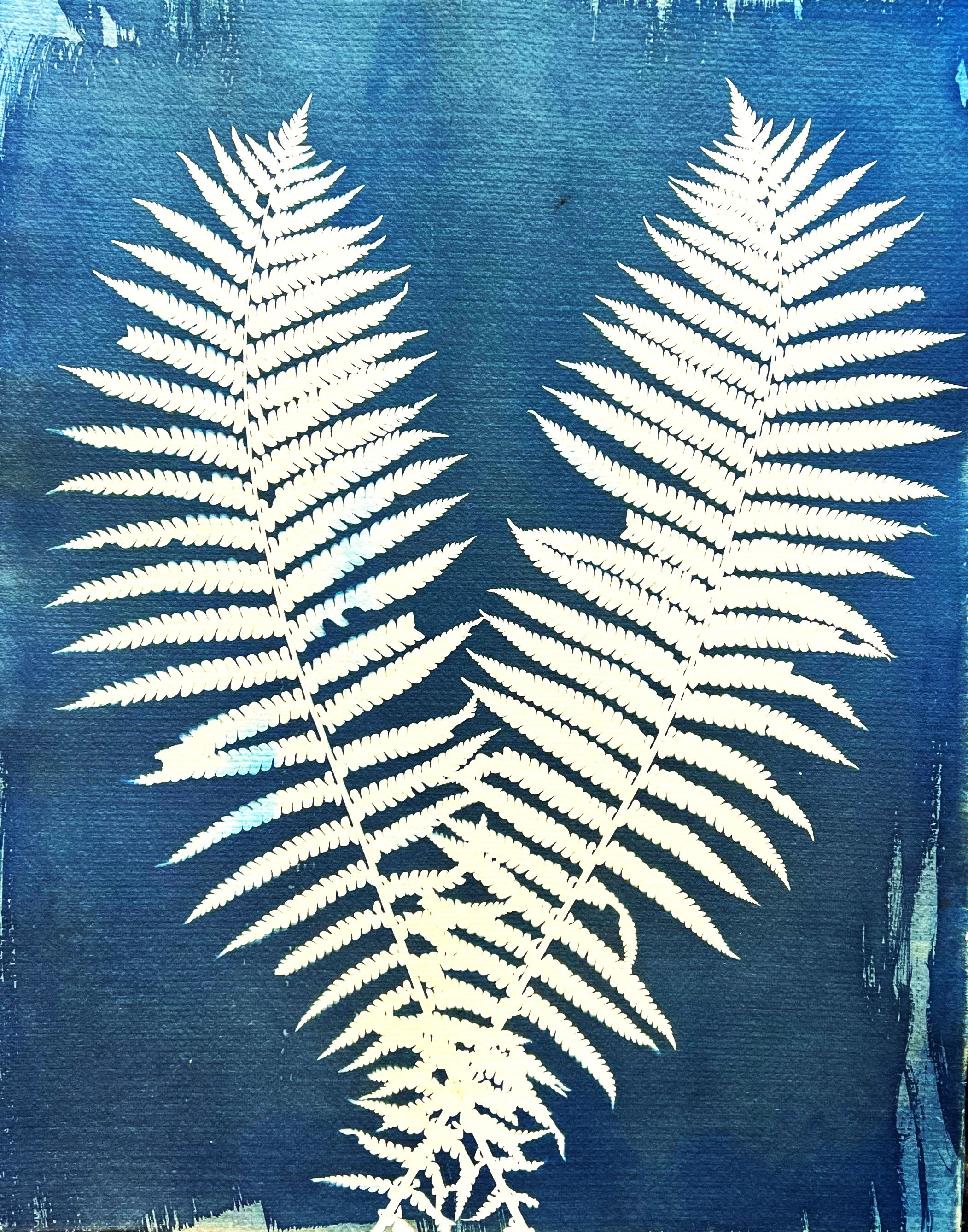 Ferns