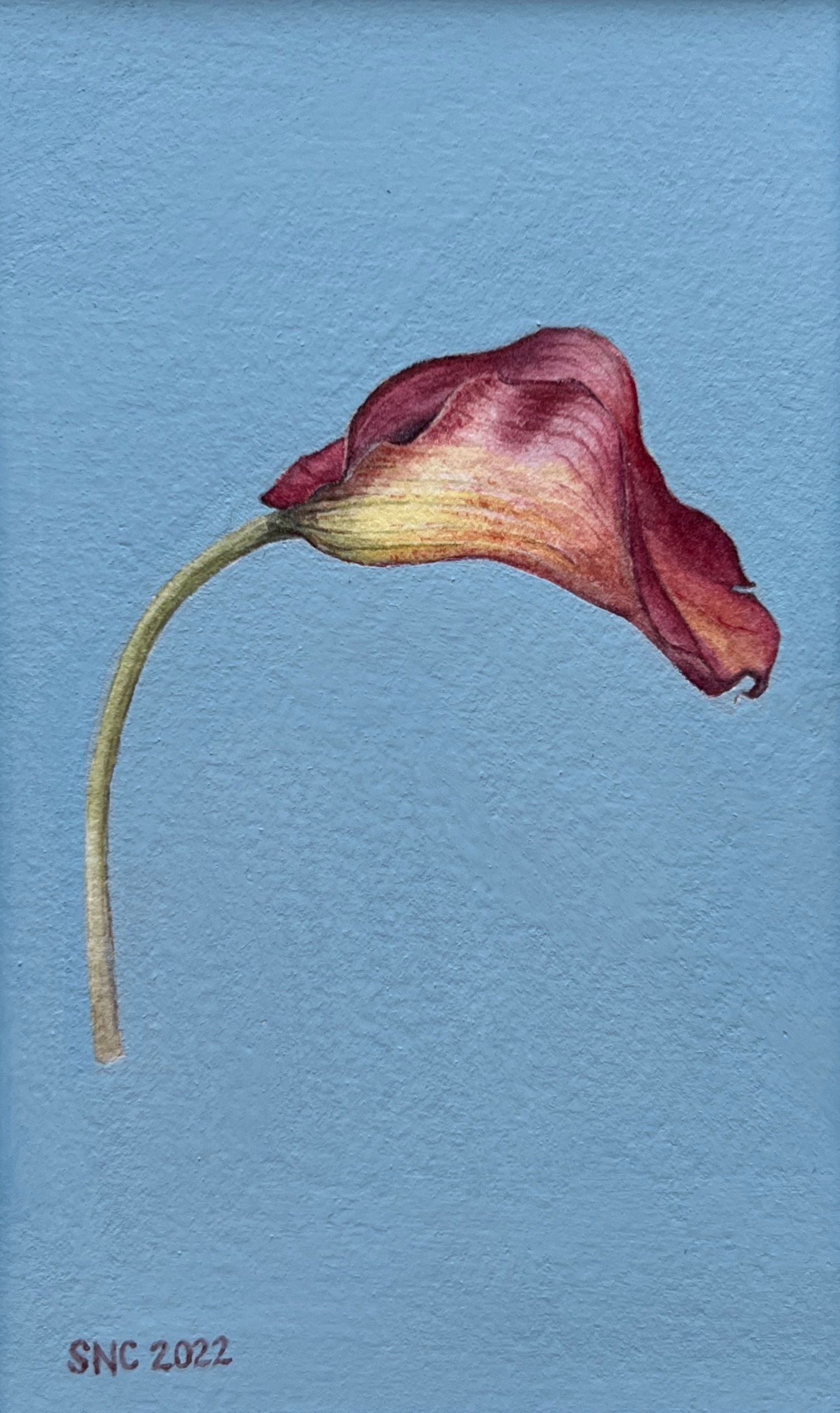 Calla Lily