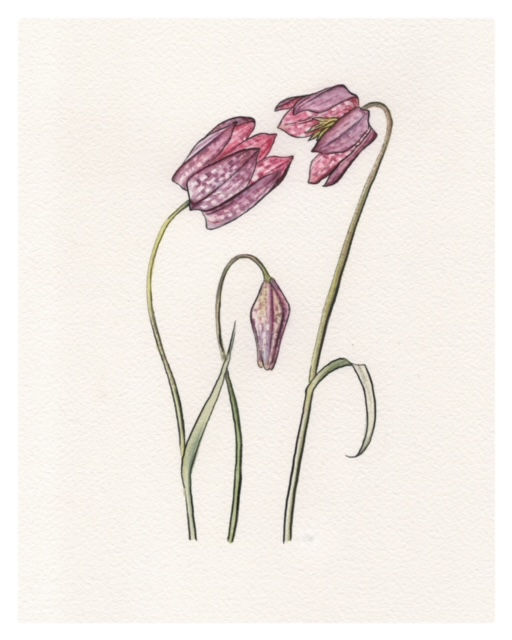 Fritillaria Study
