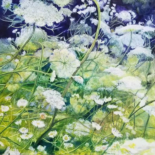 Wild Queen Anne's Lace