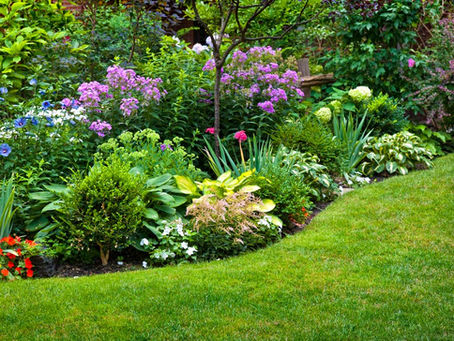 Plantas para jardim: conheça as principais espécies para ter um jardim perfeito