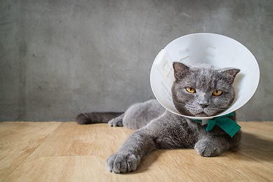 Cat Cone1.jpeg