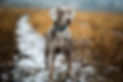 Labrador