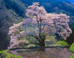 駒つなぎの桜
作品No.9
撮影地 : 長野県下伊那郡阿智村
撮影年 : 2008年4月25日 露出 : f22,1/15
「村指定天然記念物」
推定樹齢400年〜500年。樹高20m。幹回り5.5m。
春色の山肌の新緑と共演し、棚田の水田に映り込む様はとても風光明媚な江戸彼岸桜である。
源義経が奥州へ下る際にここに馬をつないだといわれ、その名が付けられる。
東山道・園原ビジターセンター駐車場から徒歩約20分くらい坂道を上がった場所である。樹勢は旺盛で、豪雪地帯でもあるが大雪にも負けず力強く咲き誇る。
ライトアップはPM6:30頃からPM9:00まで。
