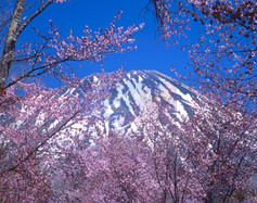 羊蹄山と蝦夷山桜
作品No.2
撮影地 : 北海道虻田郡真狩村、真狩神社
撮影年 : 2012年5月13日 露出 : f32,1/4
羊蹄山と蝦夷山桜(ようていざんとえぞやまざくら)
残雪の羊蹄山と蝦夷山桜と青空の色彩のコントラスト。
桜越しに見る春の蝦夷富士はとても爽快である。真狩神社(まっかりじんじゃ)の参道にあるおよそ60本の桜並木のトンネルは約50m以上続く。清々しい澄んだ春風がそよいでいた。野鳥たちの奏でる鳴き声がより一層の清らかな空気感を醸し出す。
この近くには湧き水の里・羊蹄の湧き水があり、そこに立ち寄る際に偶然通りかかって見つける程一際目立って存在する。
真狩村(まっかりむら)の名は真狩川(マッカリベッ)というアイヌ語からつけられたものである。
