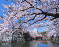 姫路城お堀桜
作品No.48
撮影地 : 兵庫県姫路市、姫路市立動物園南側
撮影年 : 2015年4月3日 露出 : f22,1/4秒
「日本さくら名所100選」「世界文化遺産」「国宝」
「日本100名城」「平成百景」
姫路城(別名:白鷺城)。
昨年春新しくなった姫路城であるが、お堀まわりは昔と全然変わりなくたくさんの桜が咲き誇る。大手前にある桜門近くより出港するお堀めぐりの和船で鑑賞することもできるようになり、より一層風流で優雅な時間を味わえる。桜門をくぐる際には姿勢を低く構えてくぐらなければならないという珍スポットでもある。姫路市立動物園内にあるこの赤い橋が折り返し地点。この絶景ポイントは動物園外の南側お堀より撮影できる。