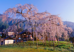 泰雲寺の枝垂れ桜
作品No.30
撮影地 : 兵庫県美方郡新温泉町竹田
撮影年 : 2009年4月7日 露出 : f22,1/2秒
「兵庫県指定天然記念物」。
泰雲寺(たいうんじ)。別名 : おまき桜。
推定樹齢250年。樹高15m。幹周囲5.25m。枝振り10m以上。
西日本では最大で、幹周囲は全国でも第6位である枝垂れ桜の巨樹。早朝、日の出の光を浴びて桜の樹全体が輝いて見えるシーンである。この桜は絵に描いたうな桜の美しいフォルムの姿であり、満開時にはとても迫力のあるパワーを放出している。
早朝は比較的人も少なく、撮影がしやすい。
また、近隣には夢千代日記、夢千代の里として有名な古湯である湯村温泉がある。