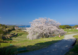 淡路島の一本桜・朝陽を浴びる「たもやん桜」と棚田と播磨灘