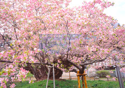 松前城・光善寺の血脈桜
作品No.1
撮影地 : 北海道松前郡松前町
撮影年 : 2012年5月8日 露出 : f22,1/2
血脈桜(けちみゃくざくら)
推定樹齢300年以上。高さ8m。幹回り5.5m。
「北海道指定記念樹木」。サトザクラの一種で早咲きの八重桜。松前城に隣接の光善寺の境内にあり北海道一有名である。
一本桜の桜前線北上では最北の第一撮影目的地としていた。
満開前には白色、満開時には淡いピンク色、散り際には濃厚な赤いピンク色に変化するという非常に珍しい八重桜。また古くからこの地に語り継がれる「血脈」が得られるという不思議な伝説がありその名がつけられる。この桜には精が宿るとされる。今回は満開時に撮影。とても見ごたえのある桜である。