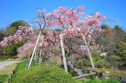 今年の一本桜…北山の根性八重紅しだれ桜