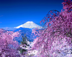 富士山と紅白桜
作品No.8
撮影地 : 山梨県大月市富浜町
撮影年 : 2006年4月17日 露出 : f32,1/4秒
残雪の富士山と満開の紅枝垂桜とソメイヨシノと快晴の青空。
とてもおめでたい雰囲気なので「紅白桜」と自ら名付ける。
春は気まぐれな天気であるにもかかわらず、撮影紀行初日のたった1日でこの絶景に出くわすことができたのはこれもまた幸運である。早朝の気温はマイナス3度、非常に寒い強風で今にも散ってしまうのではと思うほどだが、じっと風の止まるのを待つ。手がかじかんで動きにくくなるが、必死で耐える。そしてわずか数秒間風が止まった瞬間を見逃さなかった。
撮影数分後には急速に天候が崩れ始め、富士山はあっという間に雲に隠れていく