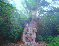 屋久島、縄文杉(早朝の薄霧)
作品No.F0143
撮影地: 鹿児島県熊毛郡屋久町
撮影年 : 2005年8月8日 露出 : f22,1/4
推定樹齢4,000年以上、樹高30m、幹周り16.1m。
世界自然遺産。日本最古のご長寿の巨樹。
雪の重みで大枝/「いのちの枝」が折れる前に撮影した貴重な写真。
撮影したのは2005年夏。その冬の12月末、雪に耐えきれず、長さ4.2m、直径80cm、重さ1.2tの大枝が折れる。
/画像上部端のやや右側のほんの少しの部分)
現在は「いのちの枝」といわれ、屋久杉自然館に展示保存されている。)