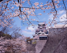 熊本城と桜
作品No.89
撮影地 : 熊本県熊本市中央区
撮影年 : 2008年4月3日 露出 : f22,1/4秒
「日本さくら名所100選」「「平成百景」「国指定特別史跡」
「国指定重要文化財」「日本100名城」
熊本城(くまもとじょう)。別名:銀杏城
築城主は加藤清正。当時の最先端の技術と労力を投じて築かれたお城である。広大なお城の敷地内にはたくさんの桜が咲き誇り桜祭りは盛大である。その中でビュースポットの一つ「二様の石垣」より天守閣を桜越しに見る。石垣の上から撮影中足がすくむほど見上げるような高い石垣であった。現在はこの場所に立ち入れるかどうかは不明である。このお城が頑丈なつくりであることが十分に分かる。