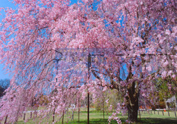 上賀茂神社の斎王桜
作品No.27
撮影地 : 京都府京都市北区上賀茂
撮影年 : 2009年4月10日 露出 : f22,1/4
斎王桜(さいおうざくら)。
「区民誇りの木」。「世界文化遺産」。
樹齢150年。樹高10m。幹周囲2.57m。
上賀茂神社の正式名称は「賀茂別雷神社(かもわけいかづちじんじゃ)」。境内には他に「御所桜」「風流桜」「みあれ桜」「賀茂桜」という一本桜もある。
その中でもこの桜は、未婚の女性であった斎王の名に相応しく、最も鮮やかなピンク色の花が勢い良く咲き、その姿も凛としていてボリューム満点な花の房が枝垂れる。関西でもズバ抜けて美しい八重の紅枝垂れ桜であろう。