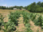 p3 corn.JPG