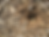 planting corn.png