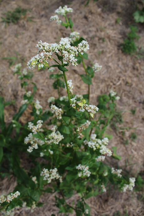 buckwheat.JPG