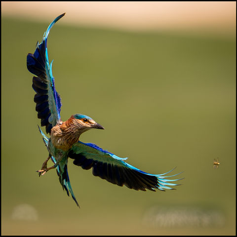 Indian Roller in flight in Jebel Ali, Dubai
