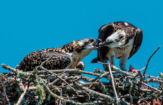Ospreys feeding in the nest, Wolfneck State Park, Freeport, Maine, USA