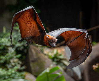 The large flying fox, also known as the greater flying fox, Malayan flying fox, Malaysian flying fox, large fruit bat, kalang, or kalong, is a southeast Asian species of megabat in the family Pteropodidae.