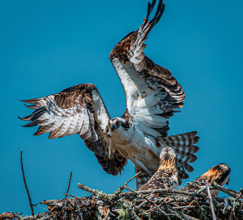 Ospreys in the nest, Wolfneck State Park, Freeport, Maine, USA