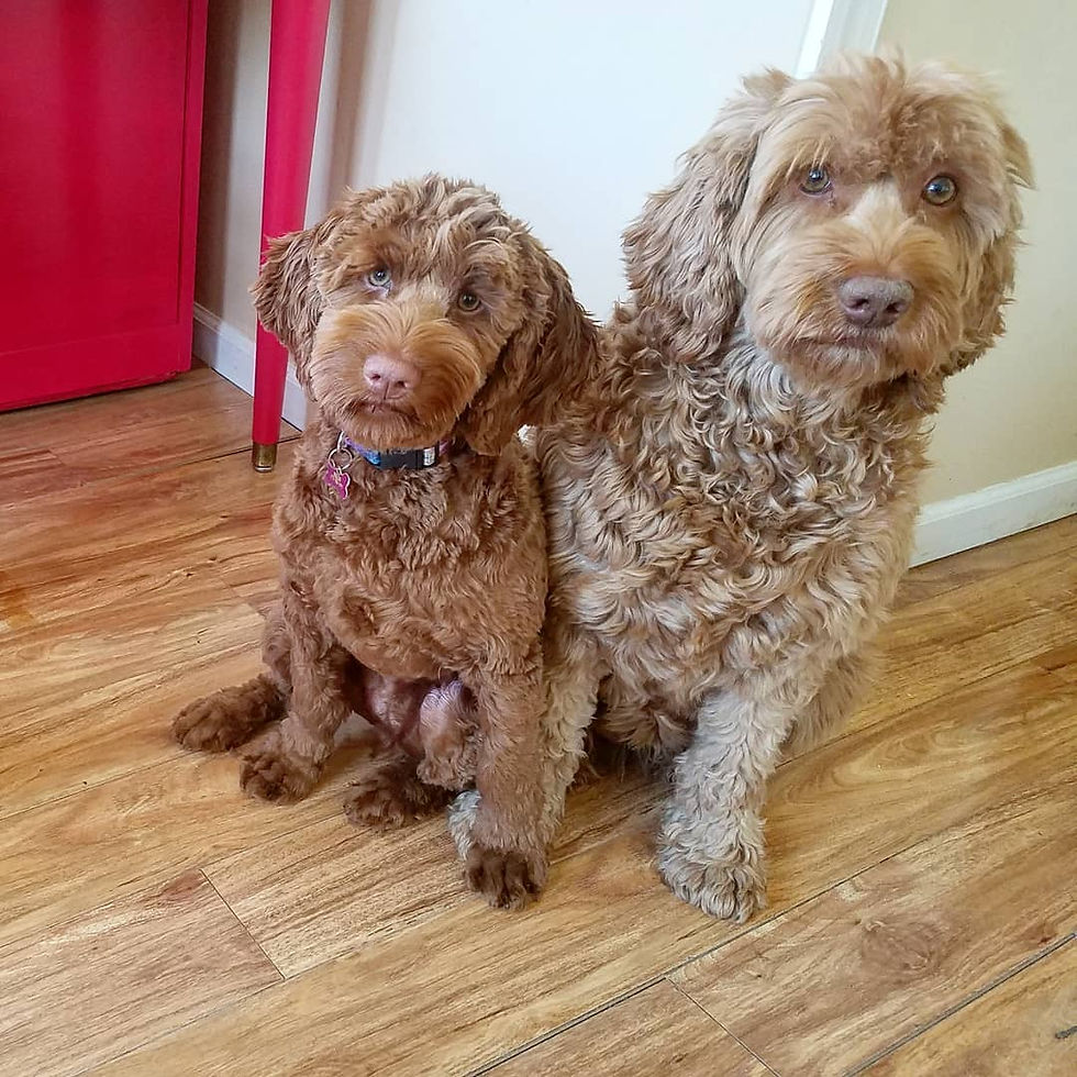 Why Labradoodles are Great Companion Dogs