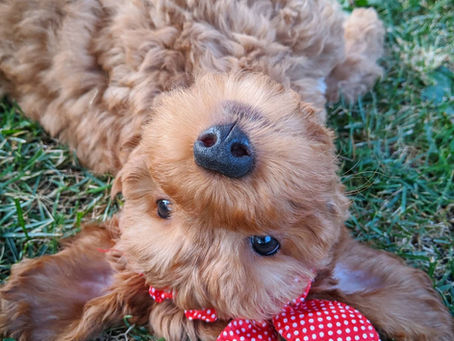 Why you should train your labradoodle to be a therapy dog!