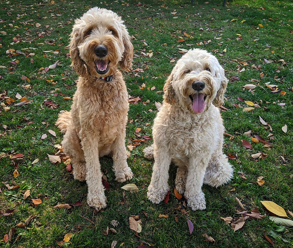 Buying a trained puppy.