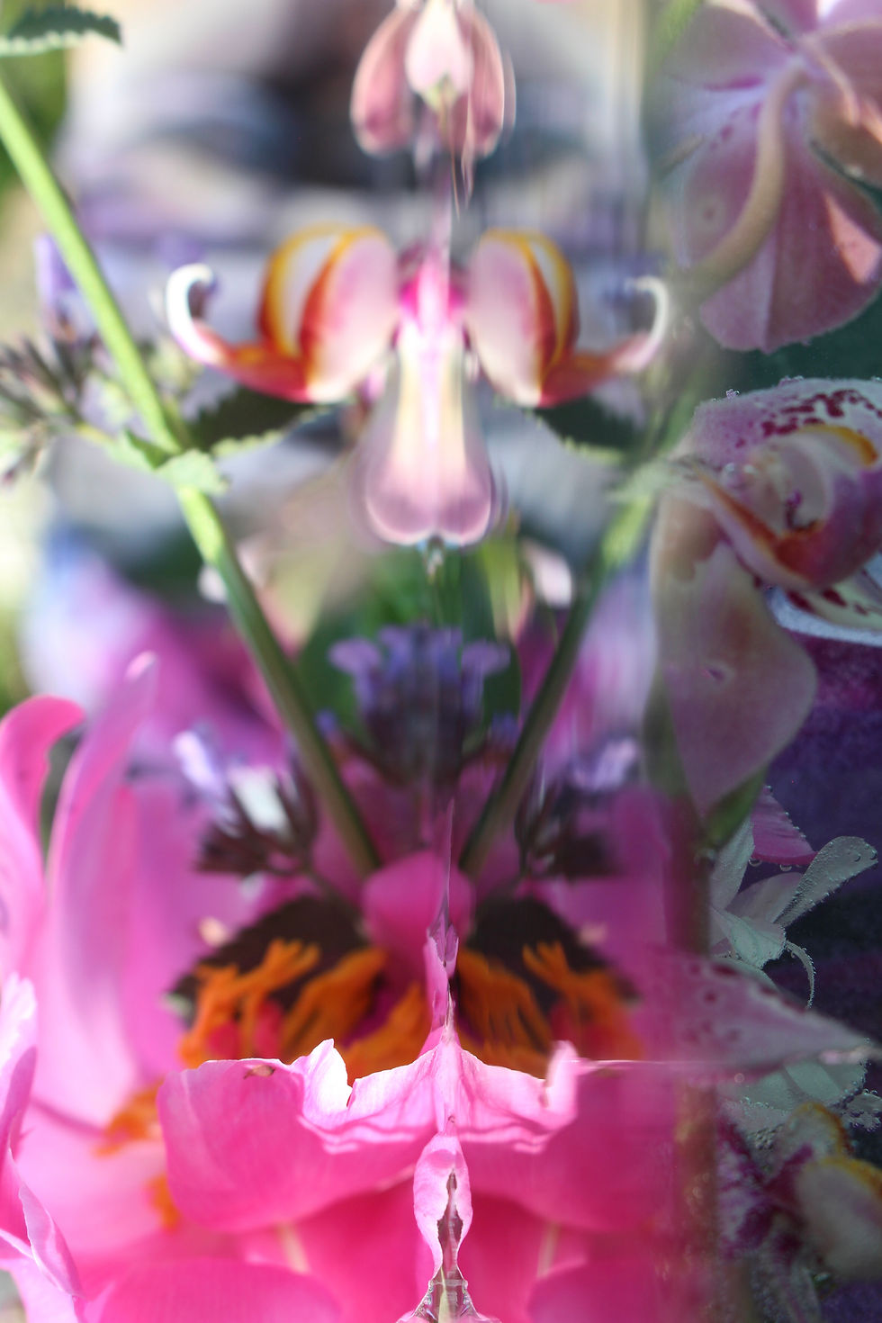 Submerged Garden 2544