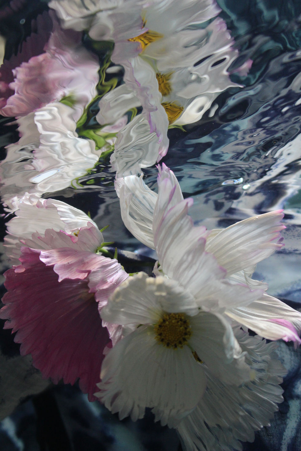Submerged Garden 5417