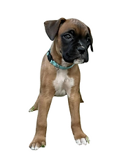 Reya 7 Weeks CCO.png