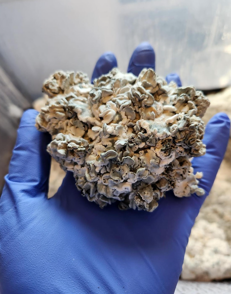 Learn about the Enigma Psilocybe Cubensis magic Mushroom