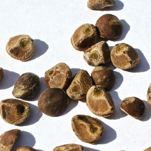 Unveiling the Psychedelic Journey: Hawaiian Baby Woodrose & Morning Glory Seeds & the Power of LSA